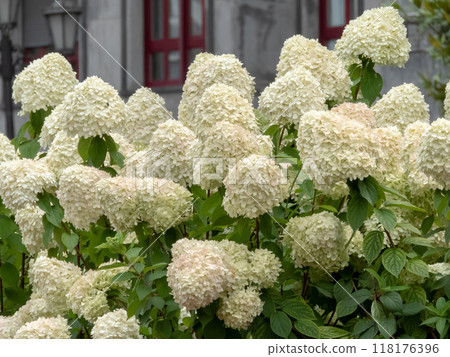 Hydrangea paniculata or panicled hydrangea abundant white flowers. Hydrangea paniculata or panicled hydrangea abundant white flowers. 118176396