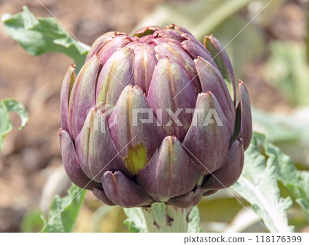 Globe artichoke, French artichoke or green artichoke plant edible bud. Cynara cardunculus var. scolymus. Globe artichoke, French artichoke or green artichoke plant edible bud. Cynara cardunculus var. scolymus. 118176399