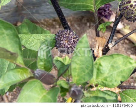 Datura metel,Indian thornapple,thorn apple,Hindu Datura, metel,devil's trumpet or angel's trumpet highly poisonous plant 118176400