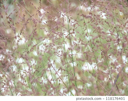 Panicum virgatum or switchgrass flowering ornamental grass on the white flowering plants background 118176401