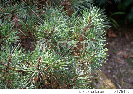 Pinus mugo, dwarf mountain pine,mountain pine, scrub mountain pine, Swiss mountain pine,bog pine, creeping pine or mugo pine branch 118176402