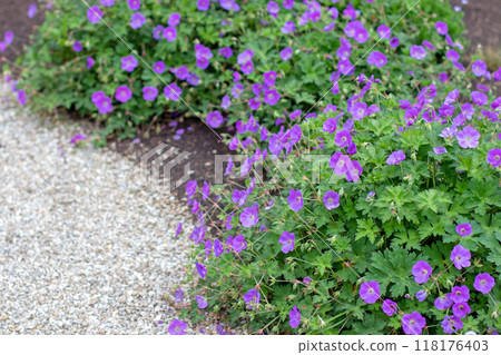 Cranesbill or geranium hybrid abundant flowering plants framing gravel path in the garden 118176403