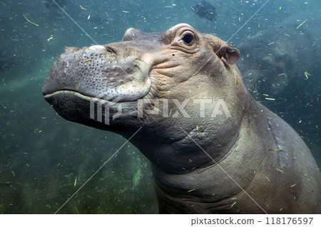 hippopotamus underwater hippo swimming close up 118176597