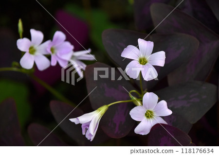 Oxalis·Regnellie 118176634