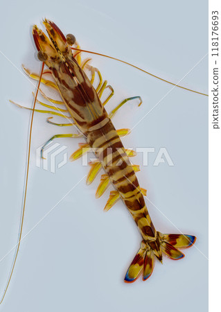 Prawn prawn Prawn prawn 118176693