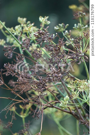 2024 (After the fennel flowers) 2024 (After the fennel flowers) 118176799
