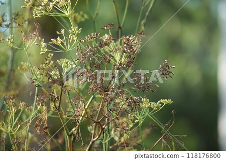 2024 (After the fennel flowers) 2024 (After the fennel flowers) 118176800
