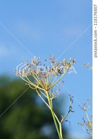 2024㋇・粼香花後 118176807