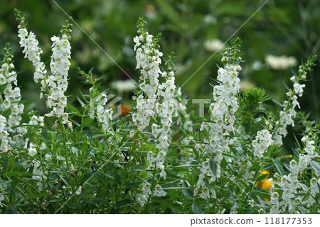 Angelonian flowers 118177353