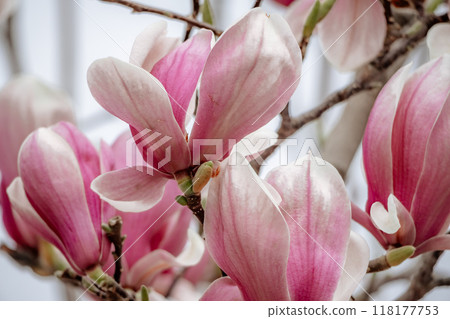 Magnolia Sulanjana flowers with petals in the spring season. beautiful pink magnolia flowers in spring, selective focusing. 118177753
