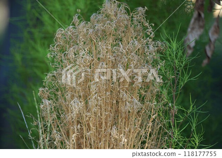 Dry tower-shaped kochia 118177755