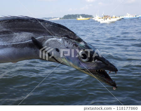 我釣到了一條劍魚 我釣到了一條劍魚 118177860