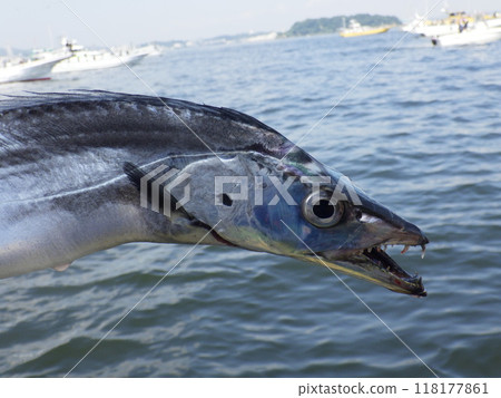 我釣到了一條劍魚 我釣到了一條劍魚 118177861