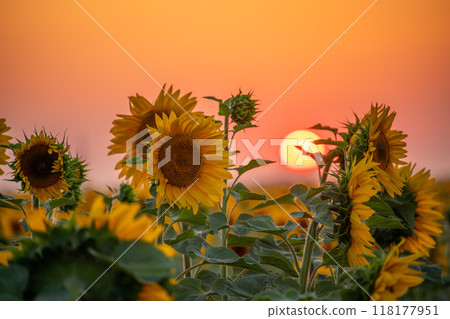 Field sunflowers in the warm light of the setting sun. Summer time. Concept agriculture oil production growing. 118177951
