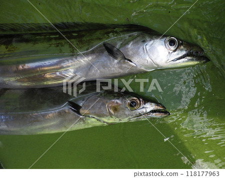 I caught a hairtail I caught a hairtail 118177963