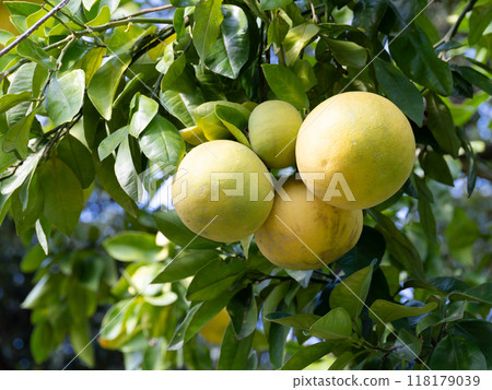 Pomelo in the orchard 118179039