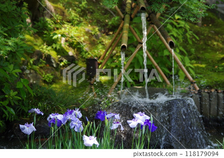Kamakura: Iris flowers at Hasedera Temple Kamakura: Iris flowers at Hasedera Temple 118179094
