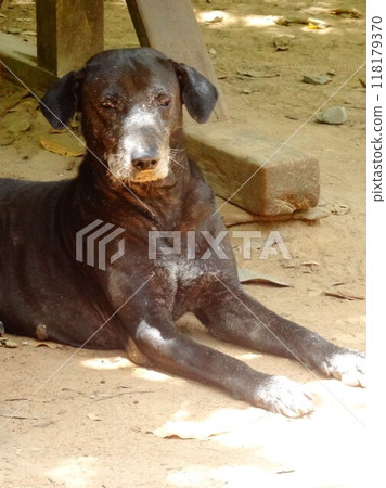 [Cambodia] A black stray dog relaxing in a prone position 118179370