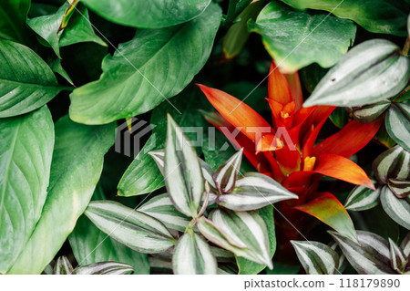 tradescantia bromeliad tropical plant leaves close up 118179890
