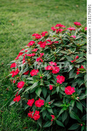 Pink flowers garden balsam on a flowerbed lawn 118179891