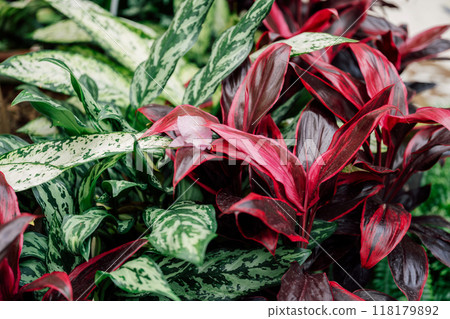 cordyline tropical plant leaves close up 118179892