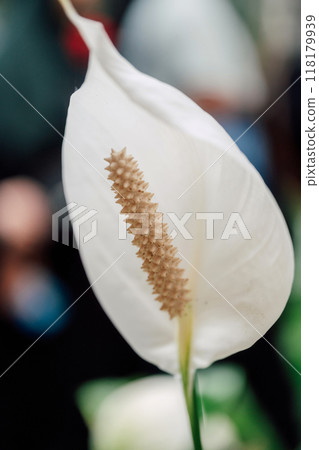 Spathiphyllum tropical plant leaves close up 118179939