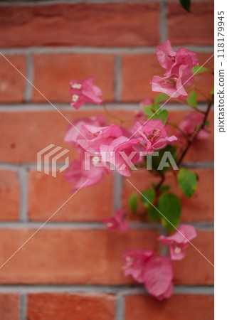 bougainvillea pink on brick wall background close up bougainvillea pink on brick wall background close up 118179945