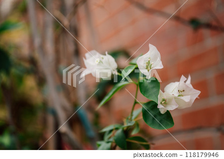 bougainvillea white on a brick wall background close-up bougainvillea white on a brick wall background close-up 118179946