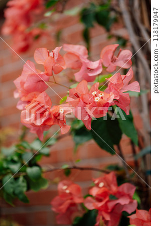 bougainvillea pink on brick wall background close up bougainvillea pink on brick wall background close up 118179947