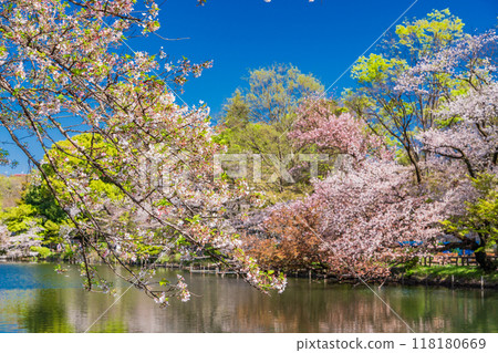 【東京】井之頭公園櫻花盛開 118180669