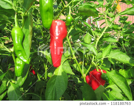 The first vegetable I grew this year was red peppers. 118180763