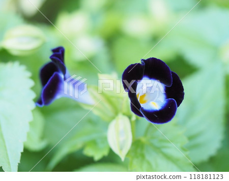 Pretty Torenia flower 118181123