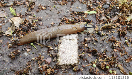 Closeup of Spanish slug or Arion vulgaris or lusitanicus. Large slimy brown snail crawling outdoor on wet ground in garden. Theme of horticultural and agricultural invasive pest in nature, macro shot. Closeup of Spanish slug or Arion vulgaris or lusitanicus. Large slimy brown snail crawling outdoor on wet ground in garden. Theme of horticultural and agricultural invasive pest in nature, macro shot. 118181216