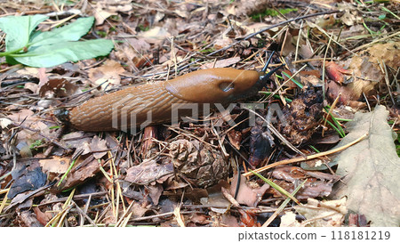 Close-up of Spanish slug or Arion vulgaris or lusitanicus outdoors. Large slimy brown snail crawl on wet ground in garden. Theme of horticultural and agricultural invasive pest in nature, macro shot. Close-up of Spanish slug or Arion vulgaris or lusitanicus outdoors. Large slimy brown snail crawl on wet ground in garden. Theme of horticultural and agricultural invasive pest in nature, macro shot. 118181219