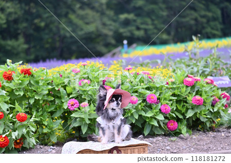Smiling long-coated chihuahua wearing a hat 118181272