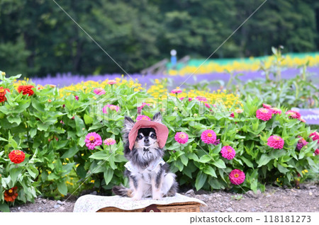 Smiling long-coated chihuahua wearing a hat 118181273