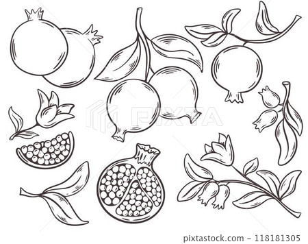 Ripe pomegranate fruits hand engraved Ripe pomegranate fruits hand engraved 118181305