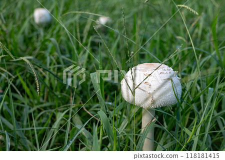 草叢裡有毒蘑菇 118181415