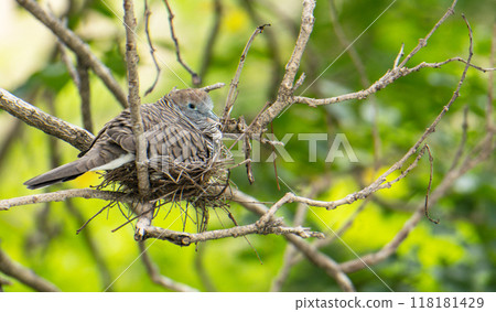 Doves make nests on trees and incubate eggs with green foliage Doves make nests on trees and incubate eggs with green foliage 118181429
