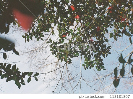 我抬頭仰望的天空和山茶花 我抬頭仰望的天空和山茶花 118181807