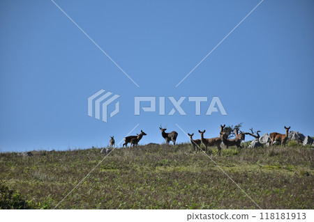 雷森山是喀斯特地形,遇到野鹿的情況並不罕見。 雷森山是喀斯特地形,遇到野鹿的情況並不罕見。 118181913
