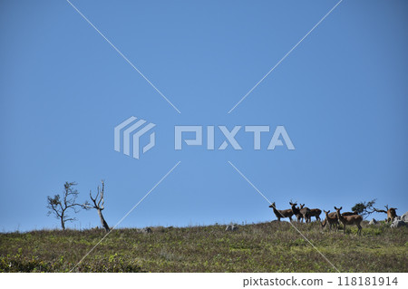 Mount Reizan has a karst topography, so it is not uncommon to encounter wild deer. 118181914