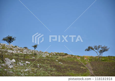 Mount Reizan has a karst topography, so it is not uncommon to encounter wild deer. Mount Reizan has a karst topography, so it is not uncommon to encounter wild deer. 118181918