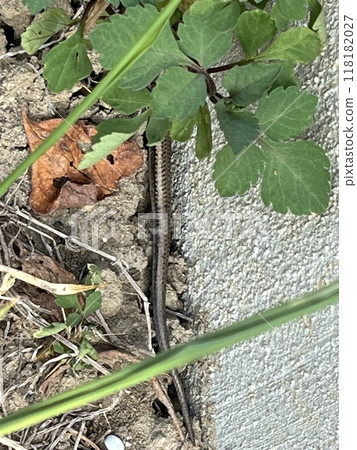 一隻蜥蜴 一隻蜥蜴 118182027
