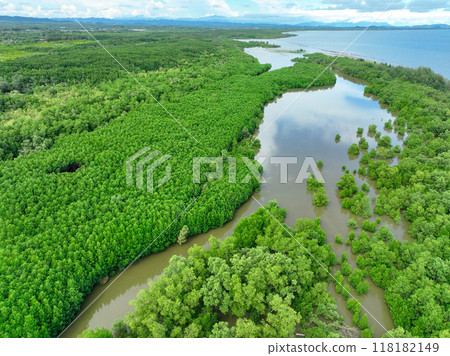 Aerial view green mangrove forest. Natural carbon sinks. Mangroves trees capture CO2. Blue carbon ecosystems. Mangroves absorb carbon dioxide emissions and mitigating global warming. Green ecosystem. 118182149