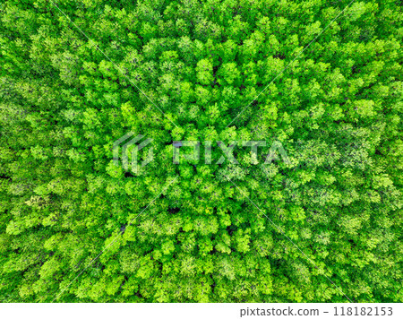 Aerial view green mangrove forest. Natural carbon sinks. Mangroves trees capture CO2. Blue carbon ecosystems. Mangroves absorb carbon dioxide emissions and mitigating global warming. Green ecosystem. 118182153