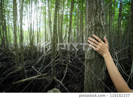 Close-up human hand touching tree trunk in mangrove forest. Carbon capture and role of coastal vegetation in absorbing CO2. Blue carbon ecosystem preservation and environmental awareness in wetlands. 118182157