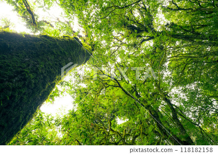 Looking up view of tree trunk to green leaves of tree in forest with sun light. Fresh environment in green woods. Forest tree on sunny day. Natural carbon capture. Sustainable conservation and ecology 118182158