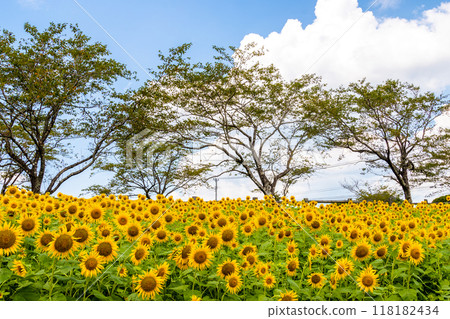 向日葵田,向日葵盛開 向日葵田,向日葵盛開 118182434