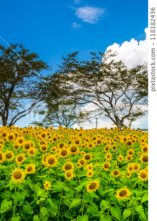 向日葵田,向日葵盛開 向日葵田,向日葵盛開 118182436
